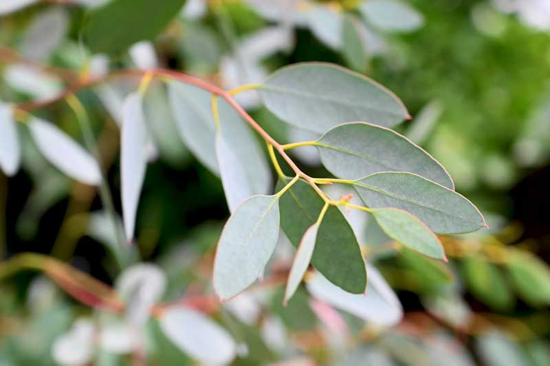 An image of euculaptus growning in nature.